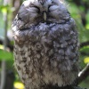 Syc rousny - Aegolius funereus - Boreal Owl - Sumava 3714